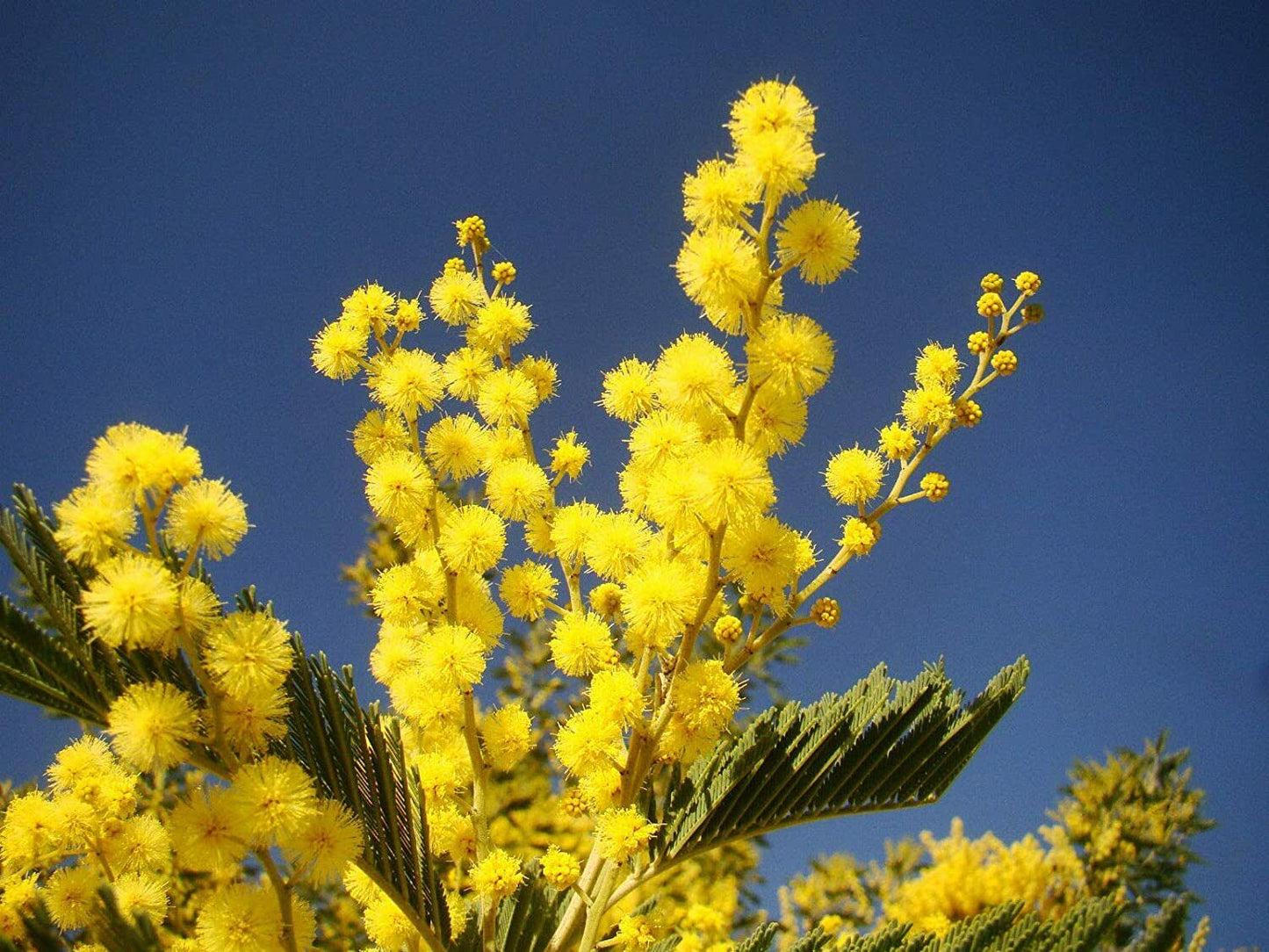 Silver Wattle Mimosa (Acacia Dealbata) 25+ seeds | Very Fast Germination