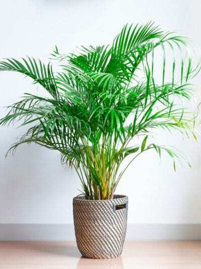 Areca Butterfly Palm (Dypsis Lutescens) 10 Seeds  Houseplant