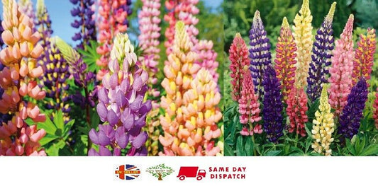 Lupin - 100+ fresh seeds | Russell Mix | RHS Gold Medal | Same Day Dispatch