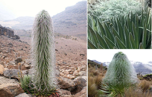 Lobelia Telekii Giant "Mt Kenya" | Rare | 20+ seeds