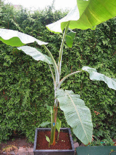 Yunnan Banana [Musa Yunnanensis] 10+ banana tree seeds
