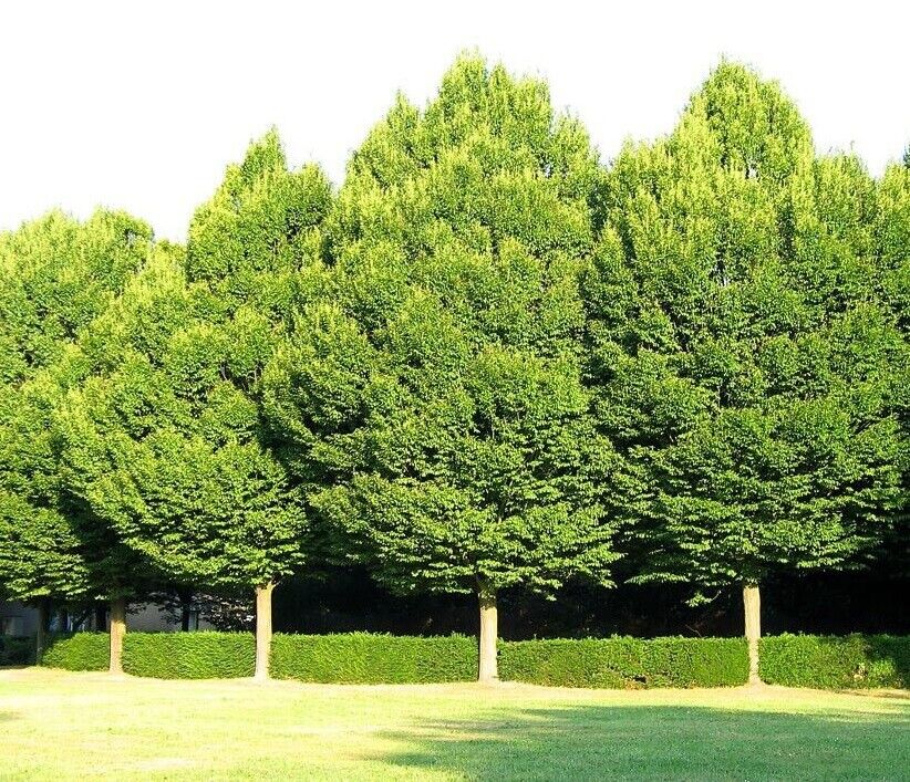 Hornbeam (Carpinus Betulus) | 50+ Seeds | Hedging | Bonsai – speedyseeds