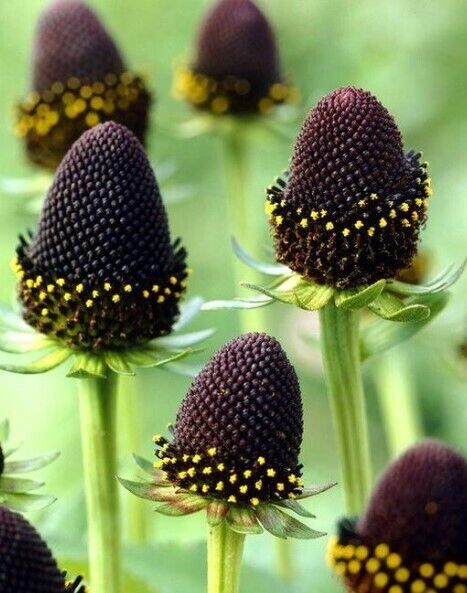 Rudbeckia Occidentalis Green Wizard | 20+ seeds | Perennial