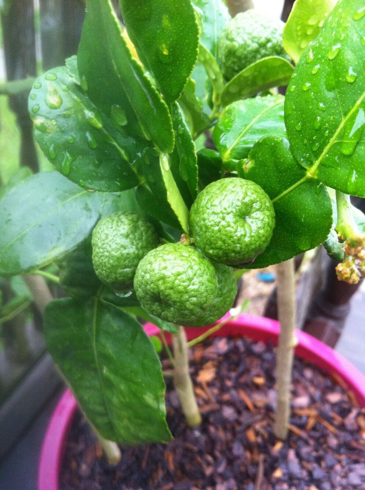 Kaffir Lime Seeds (Citrus Hystrix) 10+ seeds Makrut เมล็ดมะกรูด