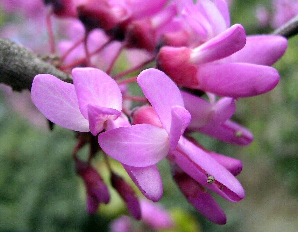 Judas Tree (Cercis Siliquastrum) 25+ seeds | UK Hardy