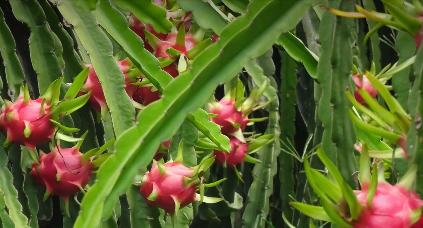 Dragon Fruit Cactus Plant x1 (Selenicereus Undatus) | Rooted | UK Grown