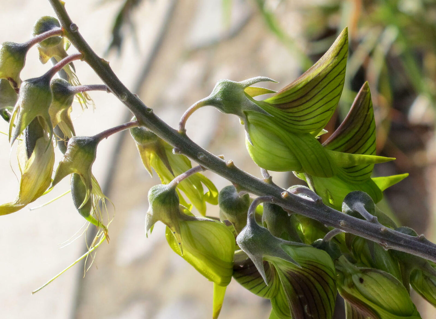 Green Birdflower (Crotalaria Cunninghamii) | 5+ seeds