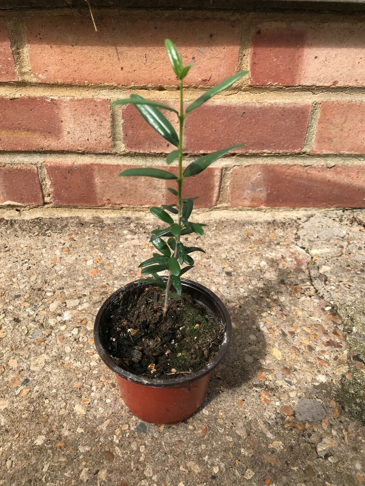 Olea Europaea | Olive Tree | Healthy plant in 9cm pot