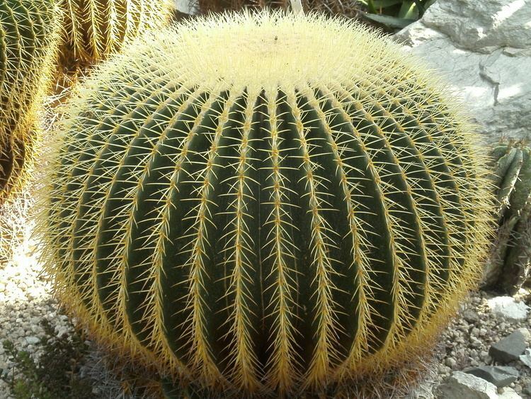 Golden Barrel Cactus (Echinocactus Grusonii) | 50+ seeds