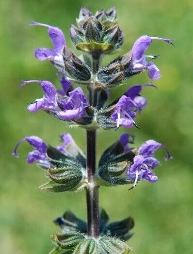 Meadow Clary (Salvia Pratensis) | Meadow Sage | 100+ Seeds