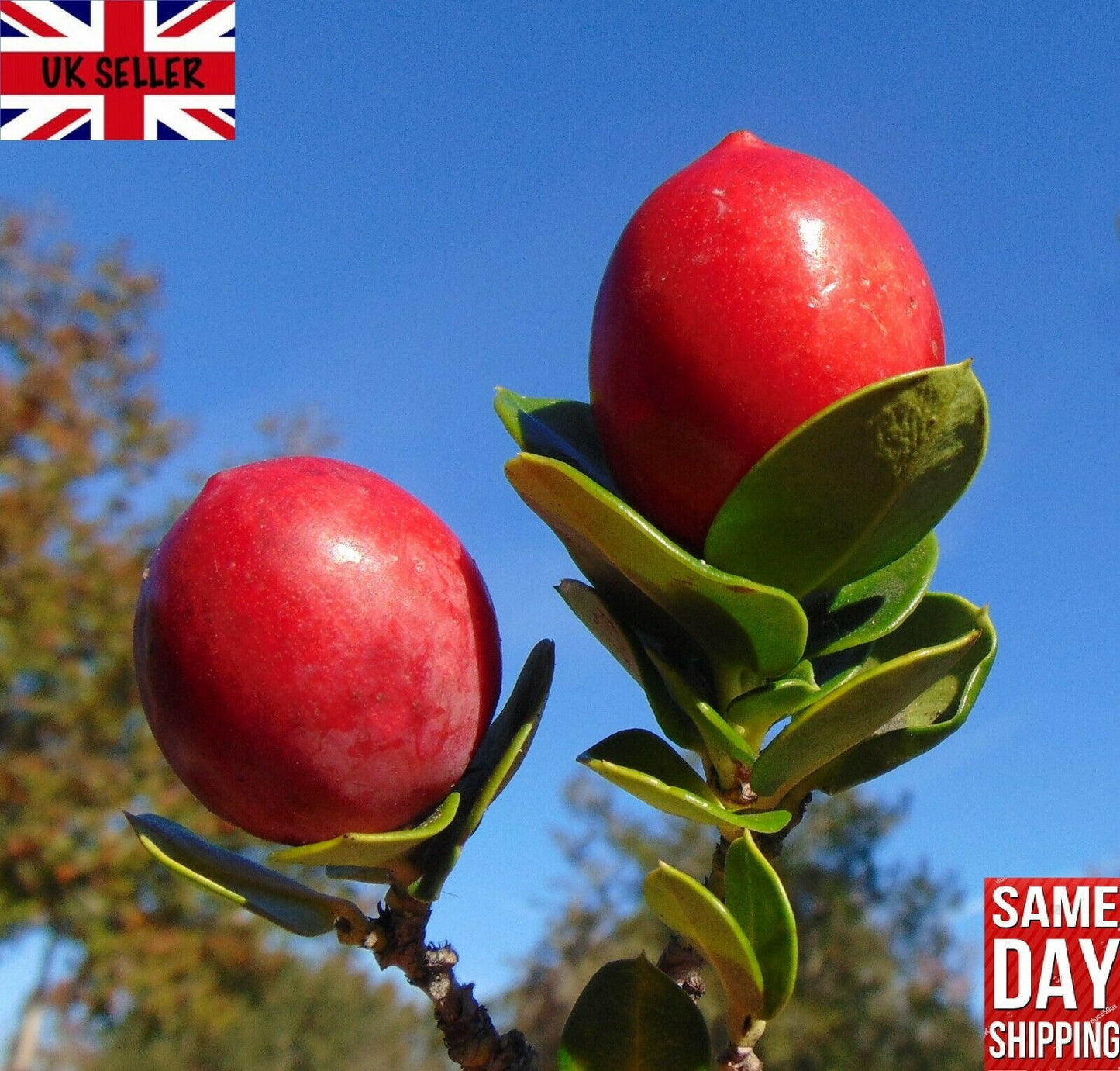 Natal Plum (Carissa Macrocarpa) | 20+ seeds