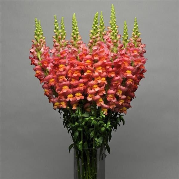 Antirrhinum Potomac Orange F1 | 20+ fresh seeds | Snapdragon