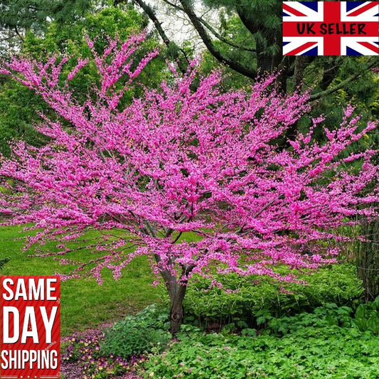 Cercis chinensis (Chinese Redbud) | 20+ seeds | UK Hardy | 紫荆