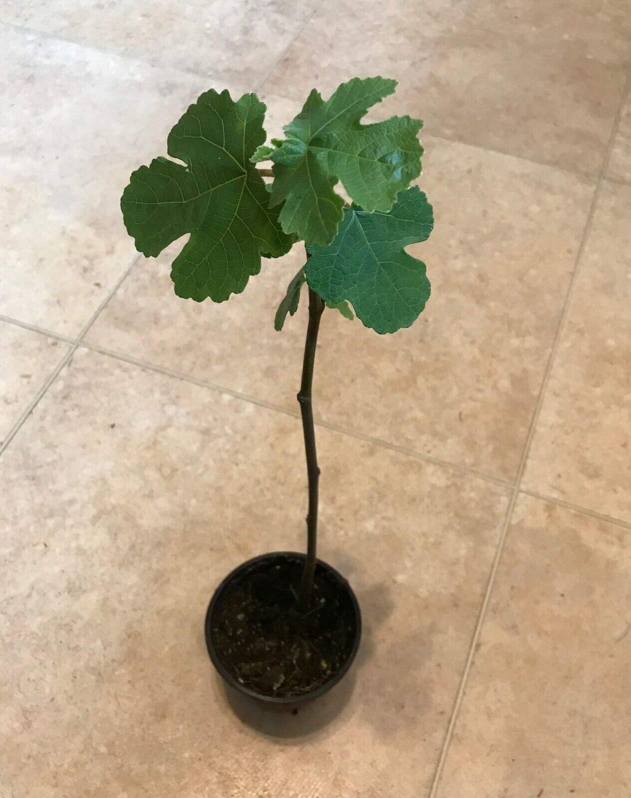 Fig "Brown Turkey" | Hardy Fruit Tree in a 9cm pot | Ficus | Same Day Dispatch