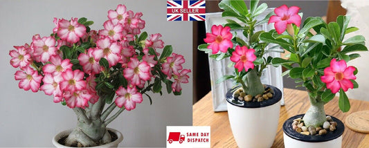 Desert Rose (Adenium Obesum) | 5+ seeds | House Plant | Bonsai