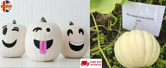 Ghost White Pumpkin | 5 seeds | Casper | Very Easy | Halloween