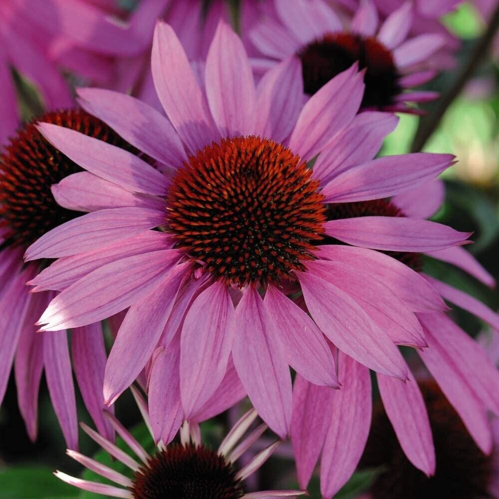 Purple Coneflower (Echinacea Purpurea) | 100+ seeds | Easy