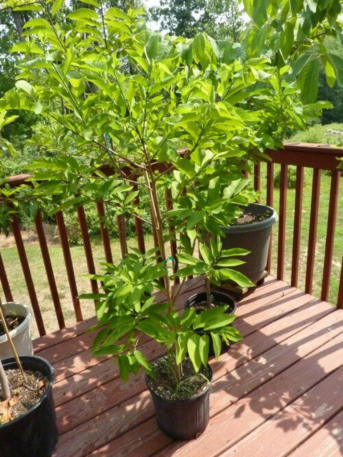 Sweet-Sop | Custard Sugar-Apple (Annona Squamosa) | 20+ seeds