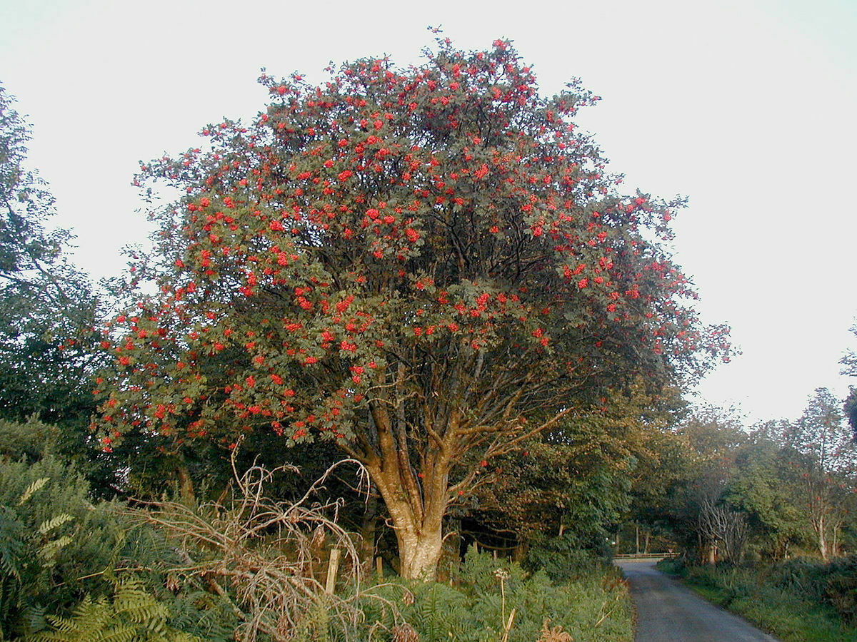 Rowan / Mountain Ash (Sorbus Aucuparia) | 50+ seeds | Hardy