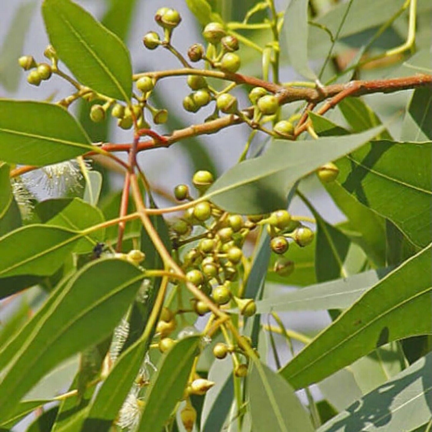 Lemon Scented Gum (Eucalyptus Citriodora) | 25+ seeds