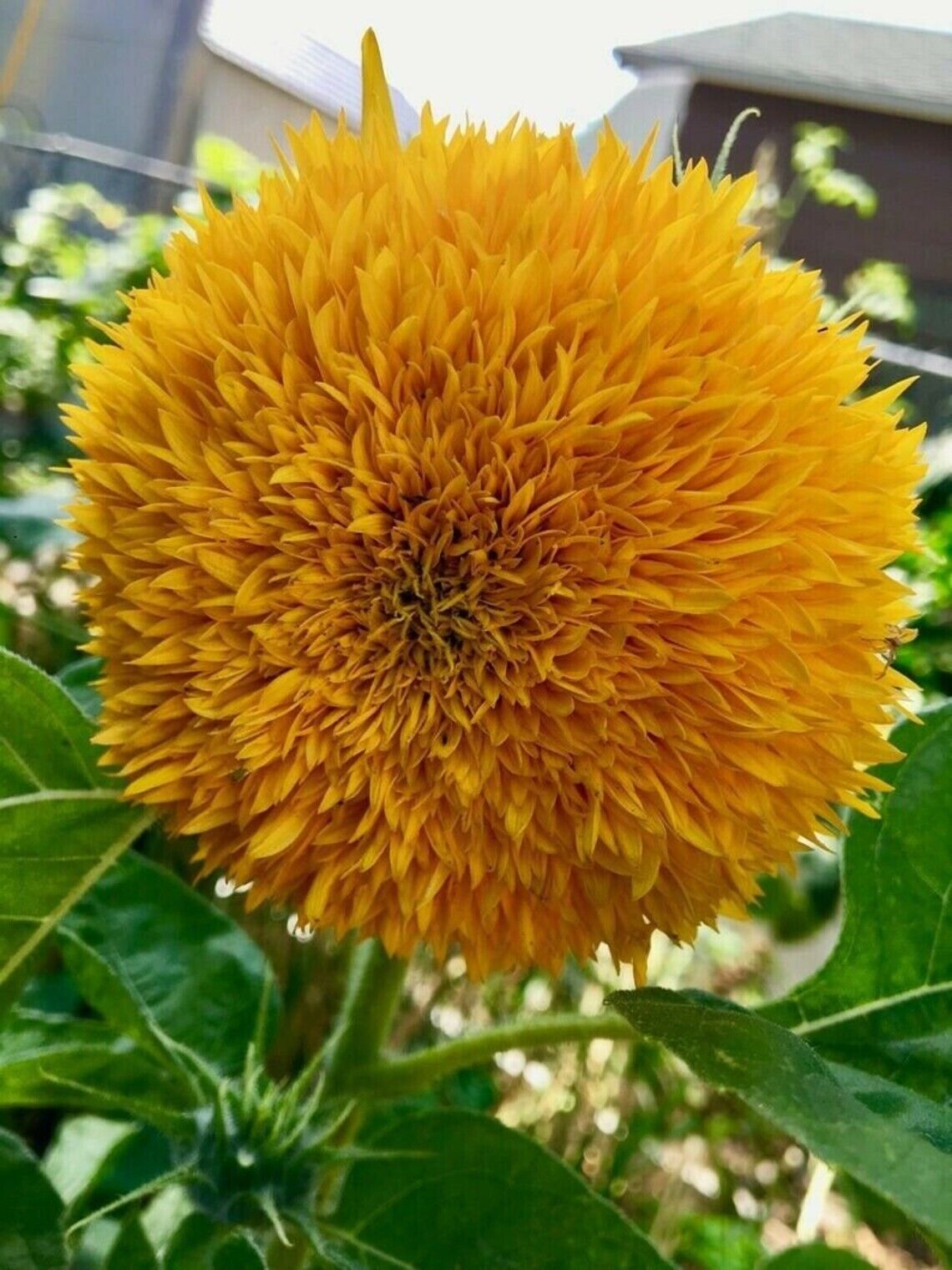 Dwarf Teddy Bear Sunflower |  60+ Seeds | Very Easy