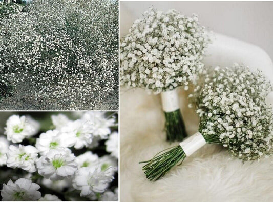 Gypsophila Elegans "Baby's Breath" | 1000+ seeds | Weddings | Same Day Dispatch