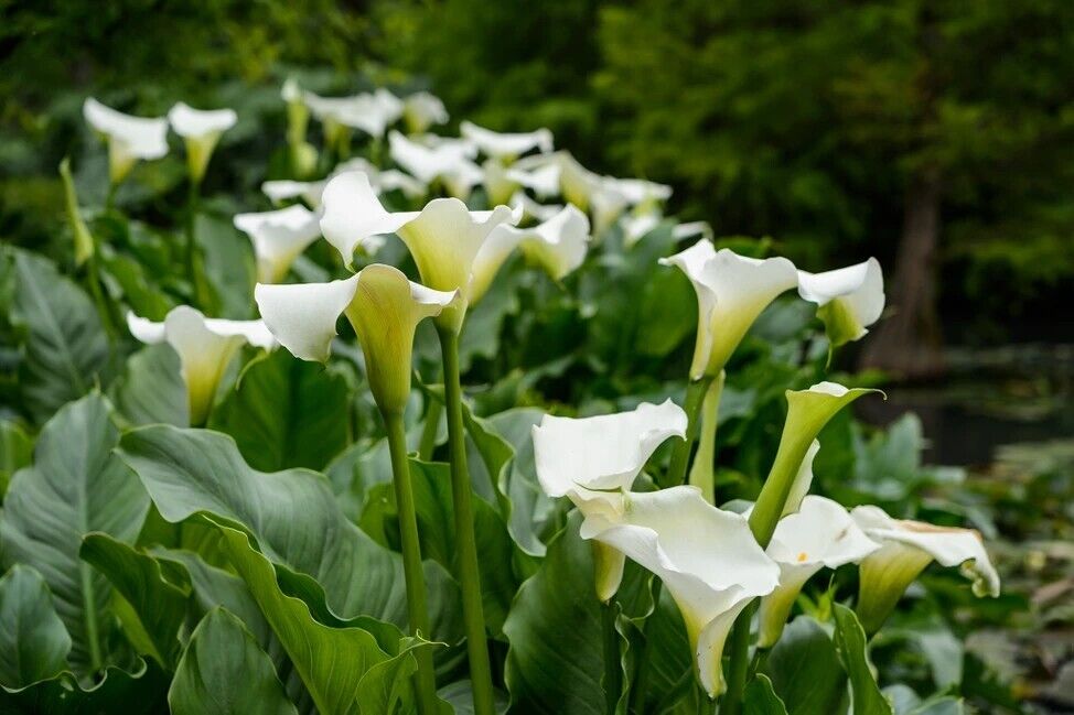 Calla Lily "Lily of the Nile" | Peace Lily | 20+ seeds