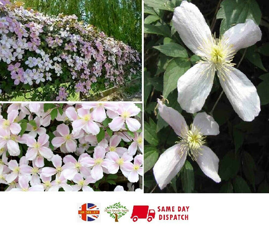 Clematis Montana "Elizabeth" 9cm pot | Very Fast Growing | Rapid Dispatch