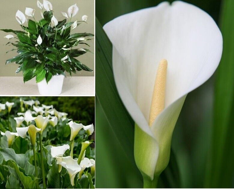 Calla Lily "Lily of the Nile" | Peace Lily | 20+ seeds