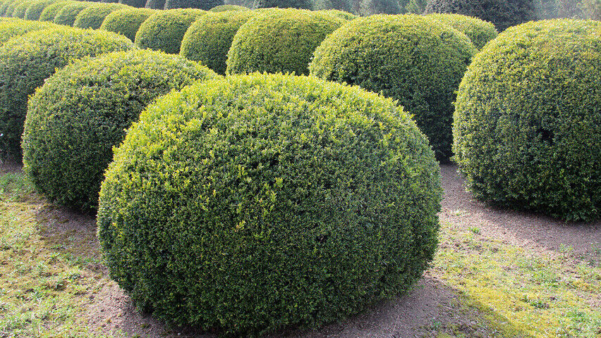 Box (Buxus Sempervirens) | 30+ seeds | Hedging | Topiary