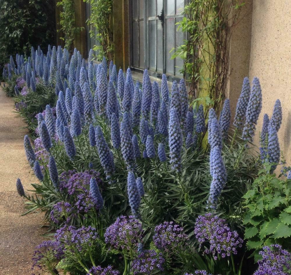 Pride Of Madeira | Echium Candicans | Fastuosum | 20+ seeds | Flowers for Bees