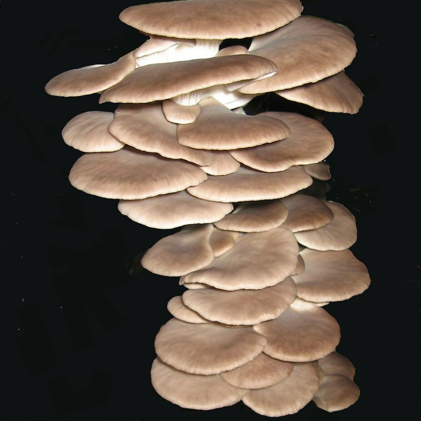 Summer Oyster Mushroom spawn | 30 dowels | Fresh | FREE WAX