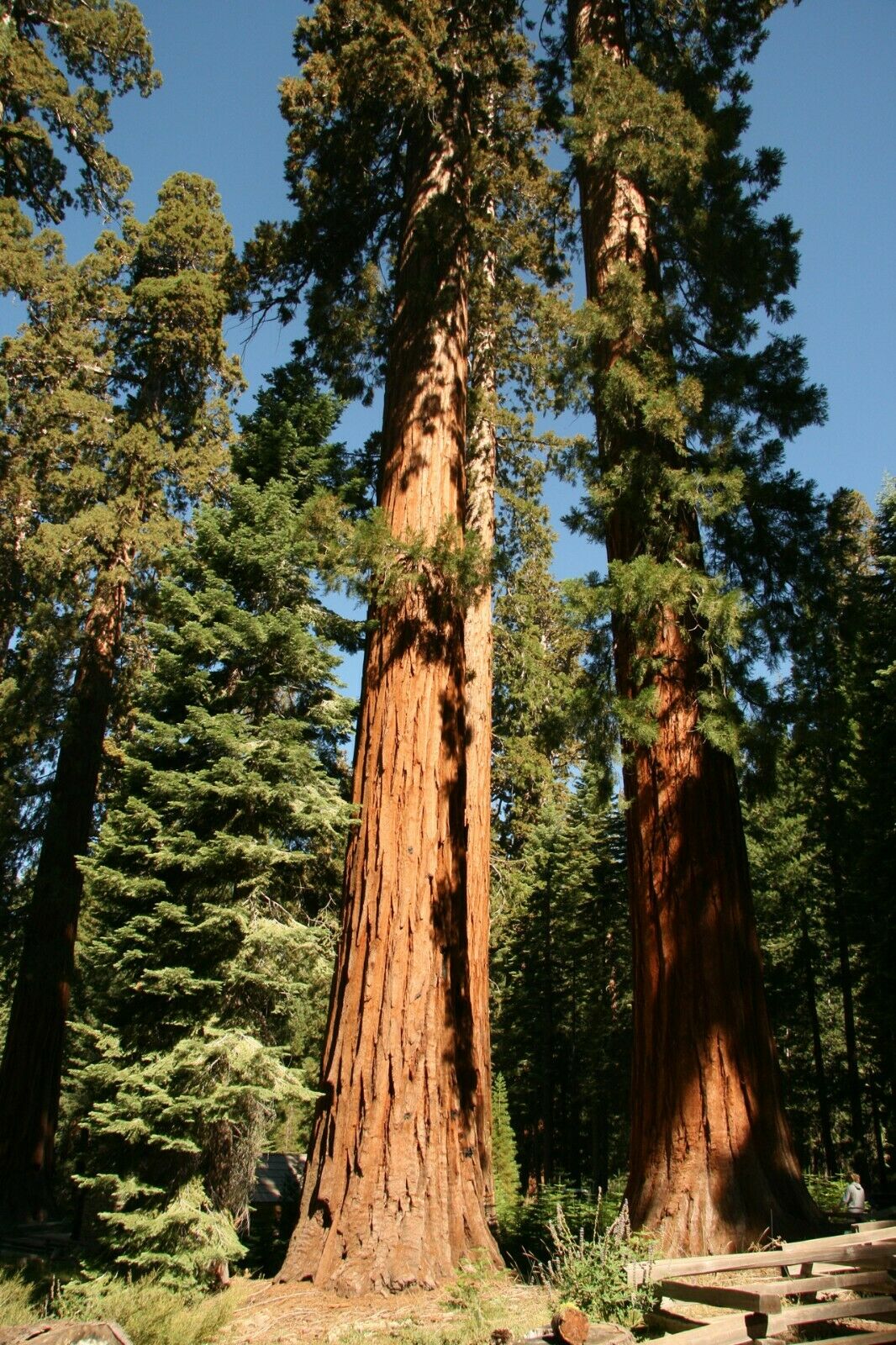 Giant Redwood | Sequoiadendron Giganteum | 30+ seeds