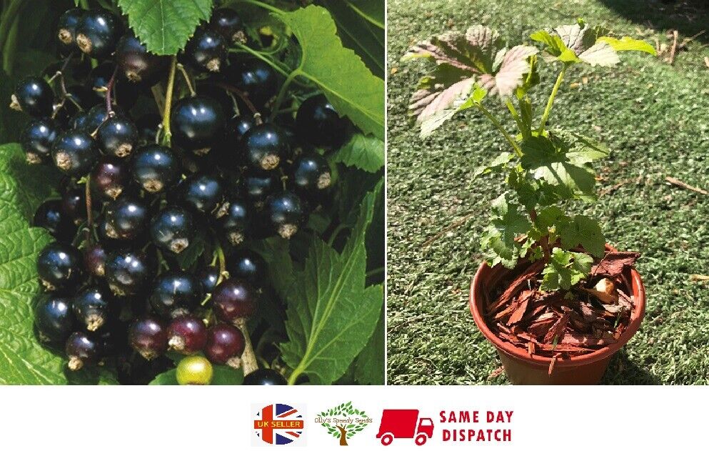 Blackcurrant Plant "Ben Hope" in 9cm pot | Organically Grown | Heavy Cropper