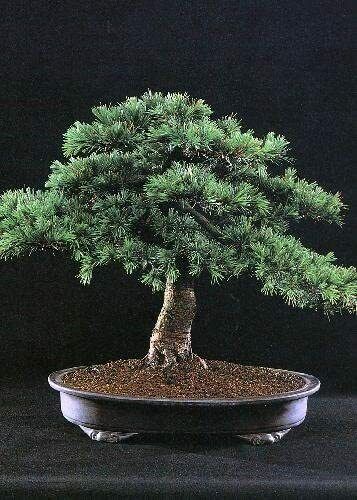 Grow Your Own Bonsai Starter Kit. Lebanon Cedar. Indoor. Gift. Same Day Dispatch