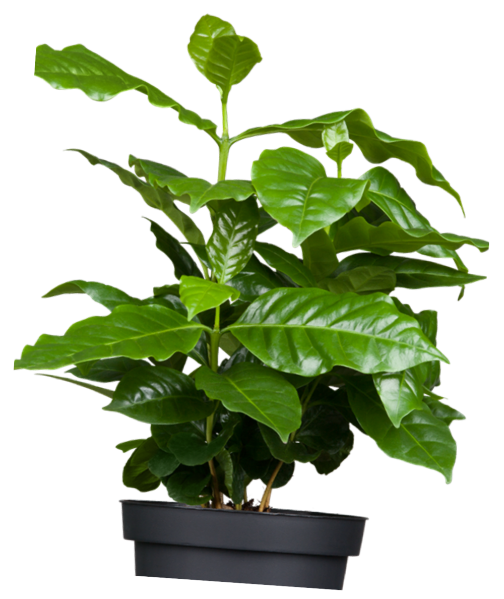 Coffee Plant | 10+ seeds | Dwarf Arabica | House Plant