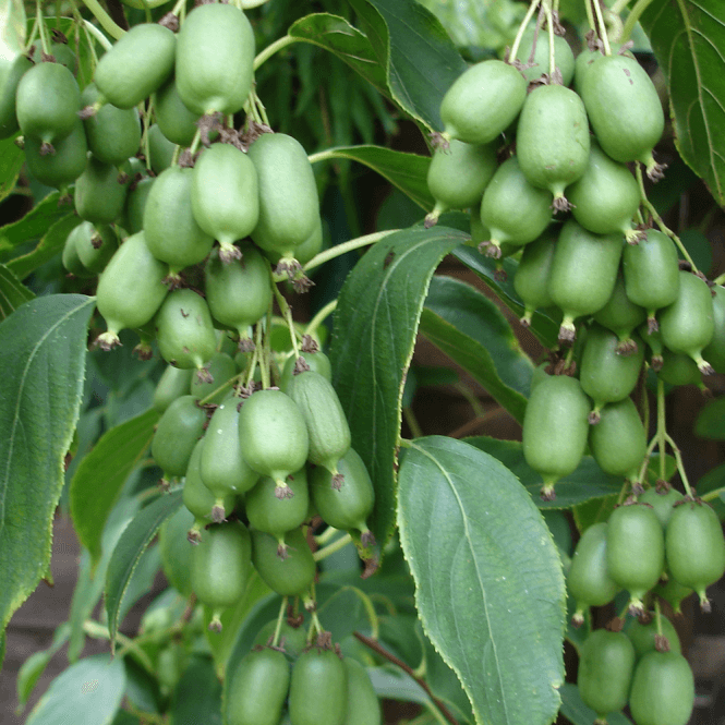 Kiwi Berry (Actinidia Arguta Issai) | 15+ seeds | UK Hardy