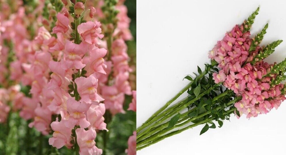 Antirrhinum Potomac Pink F1 | 20+ fresh seeds | Snapdragon