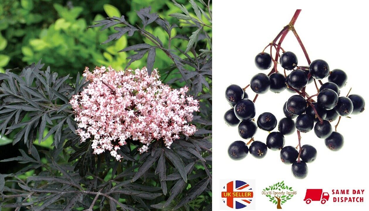 Elderflower (Sambucus Nigra) | Organic | 30+ seeds | Same Day Dispatch