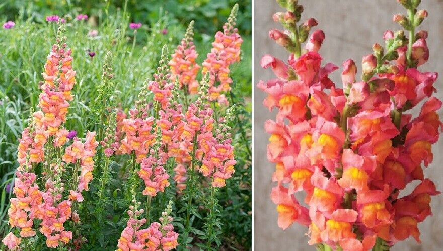 Antirrhinum Potomac Orange F1 | 20+ fresh seeds | Snapdragon