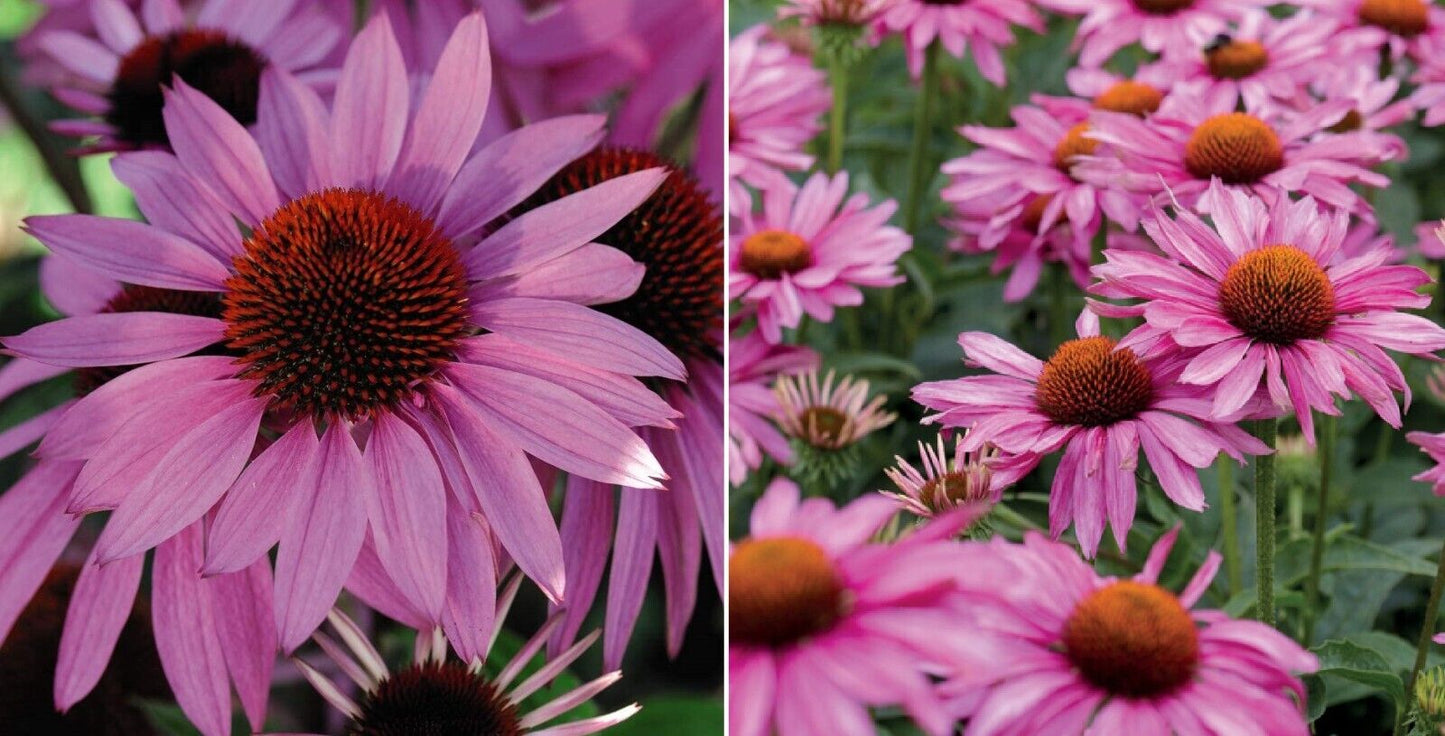 Purple Coneflower (Echinacea Purpurea) | 100+ seeds | Easy