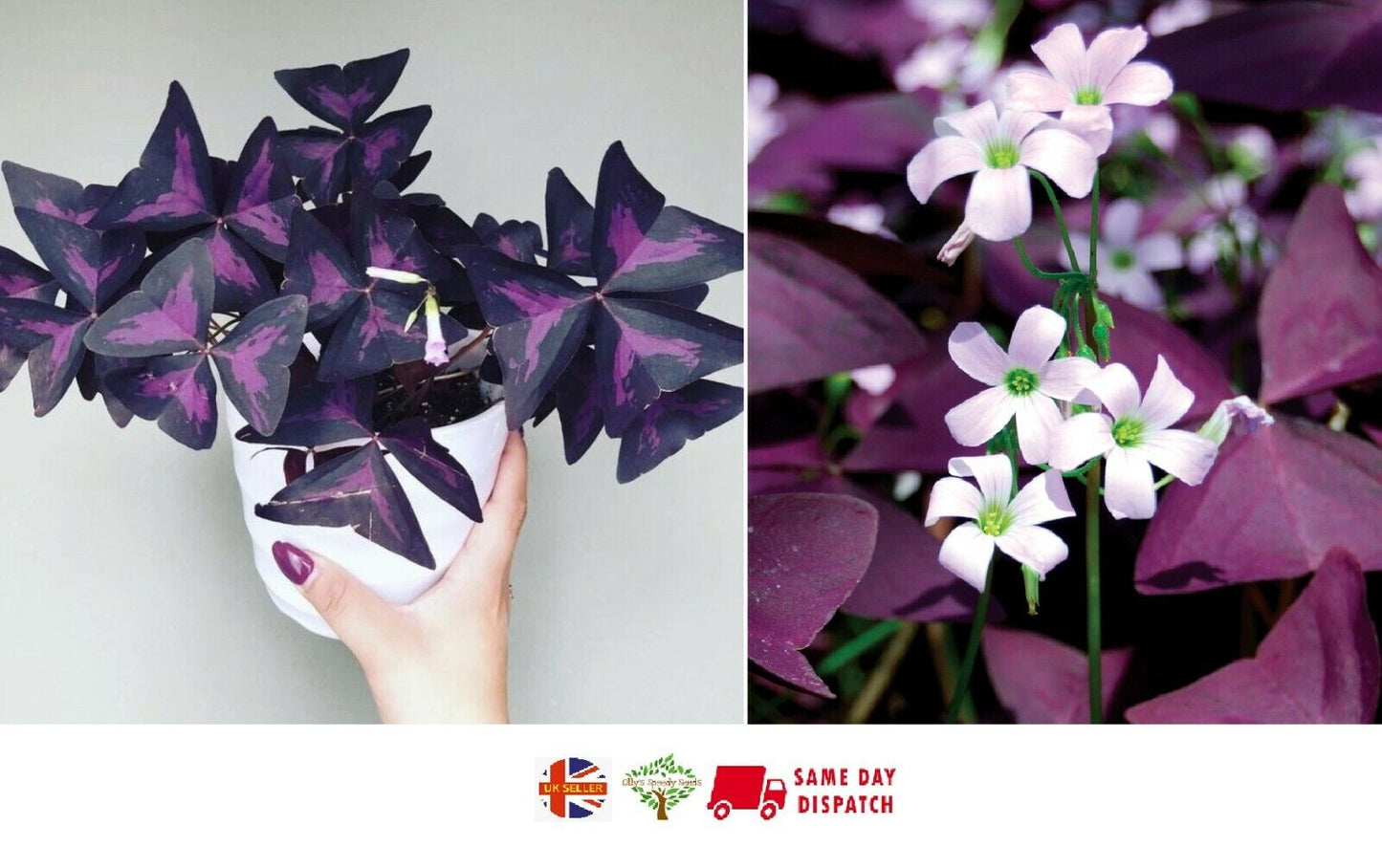 Purple Butterfly Plant (Oxalis Triangularis) Easy Houseplant