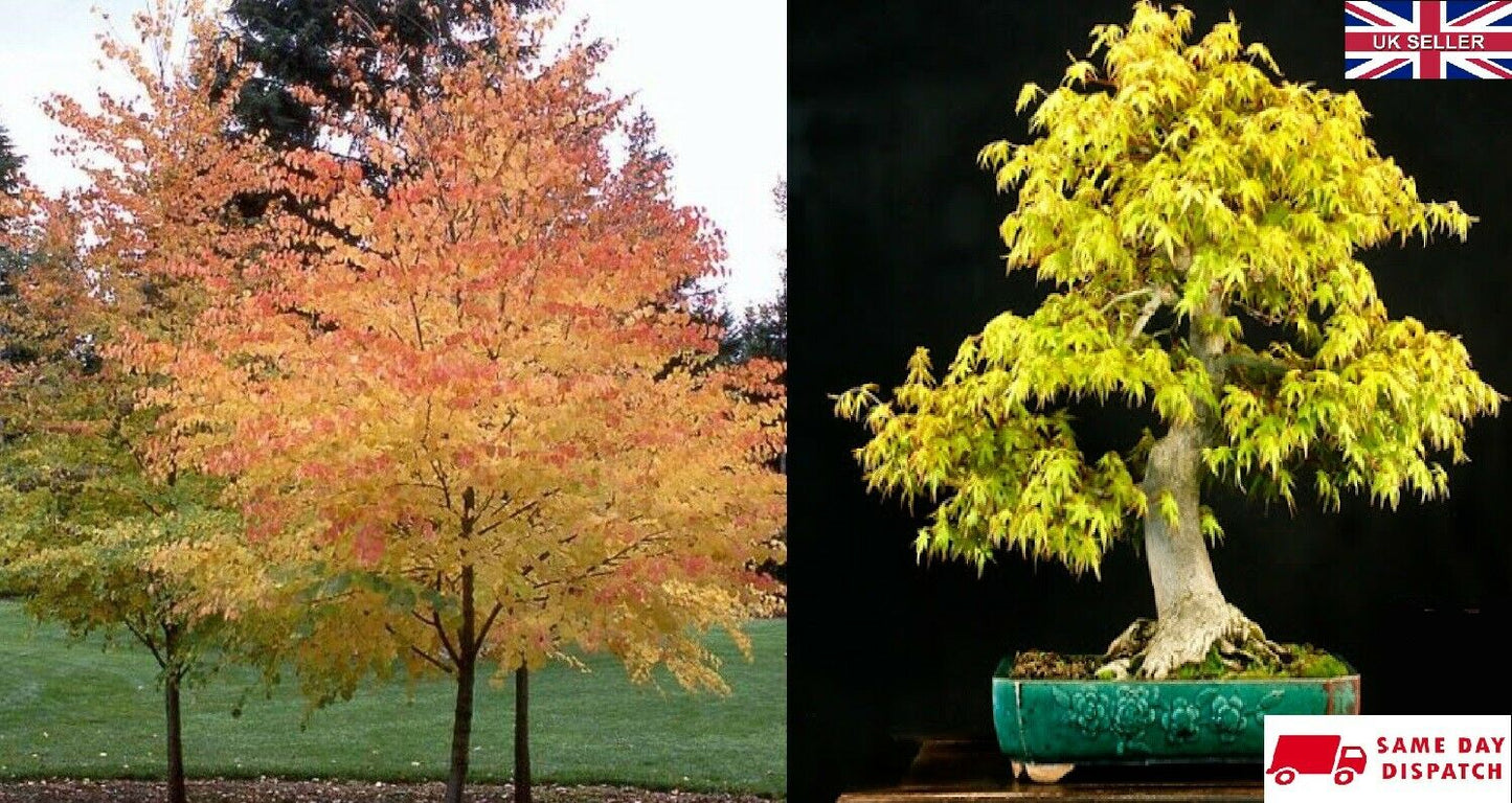 Katsura Tree (Cercidiphyllum Japonicum) 15 fresh seeds Bonsai. Same Day Dispatch