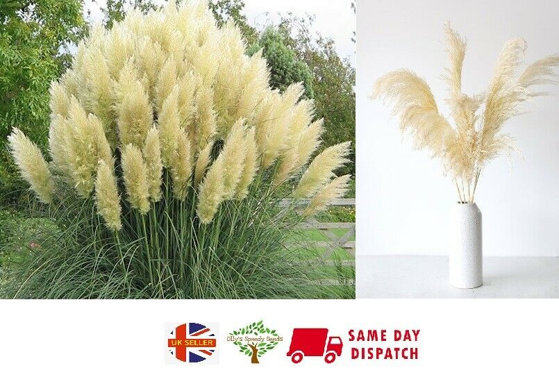 White Pampas Grass (Cortadiera Selloana) | 100+ seeds