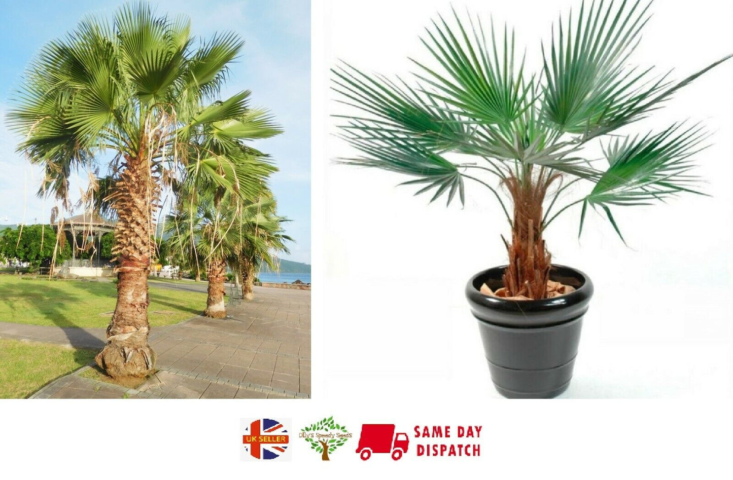 Washingtonia Robusta | Mexican Fan Palm Tree | 15 seeds | Same Day Dispatch
