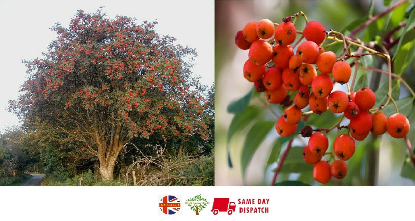 Rowan / Mountain Ash (Sorbus Aucuparia) | 50+ seeds | Hardy