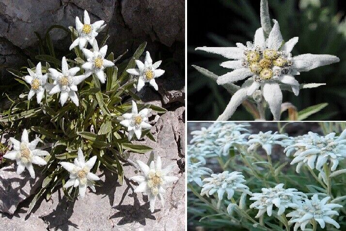 Edelweiss (Leontopodium Alpinum | 100 seeds | Alpine