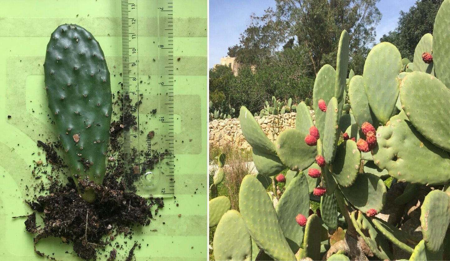 Prickly Pear (Opuntia) | Well Rooted Pad | Easy Houseplant | Same Day Dispatch