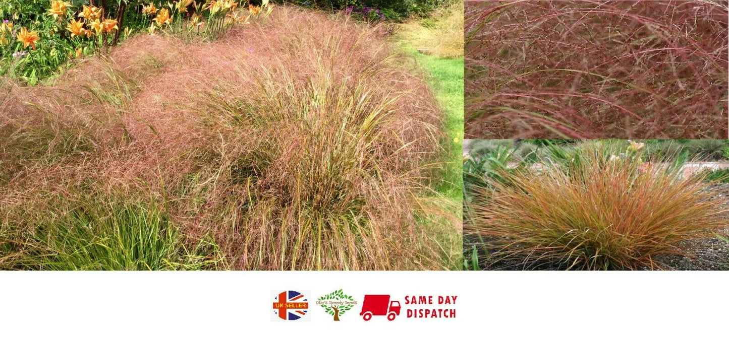 Pheasant Tail Grass | Stipa Arundinacea | 100+ Seeds | Ornamental