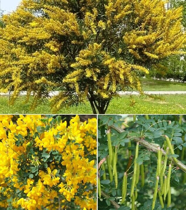 Siberian Pea Tree Caragana Arborescens | 20+ seeds | Very Hardy